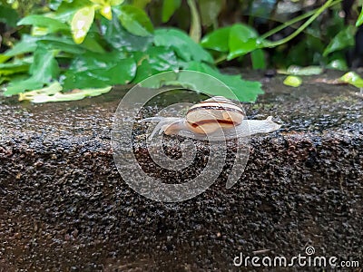 Snail: Painted snail, cuban snail Stock Photo