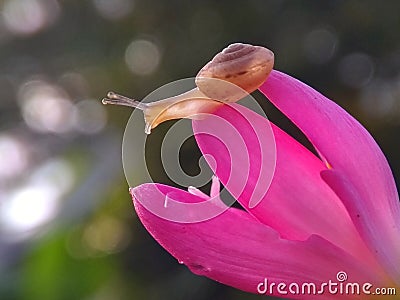 Snail flower bokeh Stock Photo