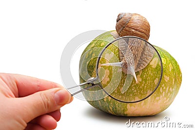 Snail on pumpkin. view through loupe. Stock Photo