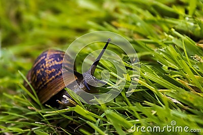 Snail racing through grass Stock Photo