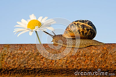 Snail on the rail and flower Stock Photo