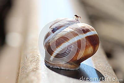 Snail, rail, and spider - very unusual composition Stock Photo