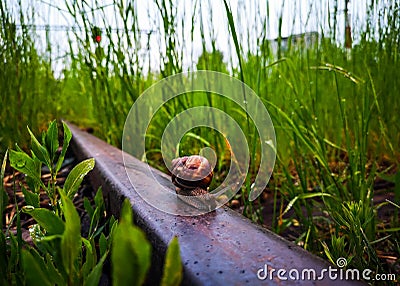 The snail in the rail triage Stock Photo