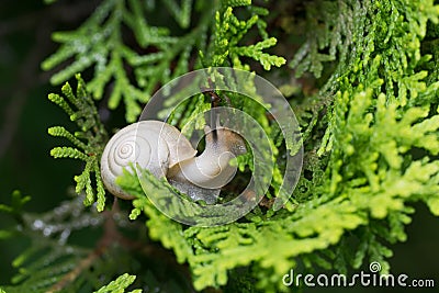 Snail Stock Photo