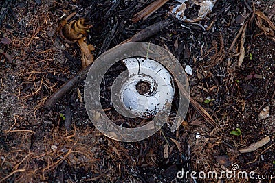 White Snail on the river bank on the ground Stock Photo