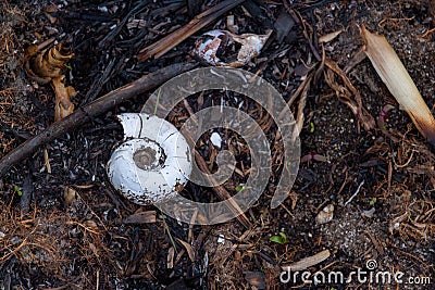 White Snail on the river bank on the ground Stock Photo