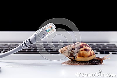 Snail with rj45 connector symbolic photo for slow internet Stock Photo