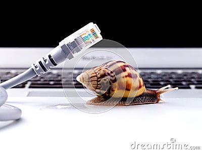 Snail with rj45 connector symbolic photo for slow internet Stock Photo