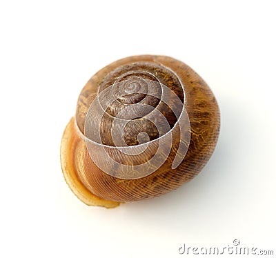 Snail Shell Stock Photo