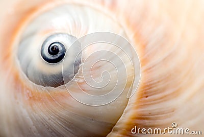 Snail shell Stock Photo