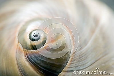 Snail shell Stock Photo