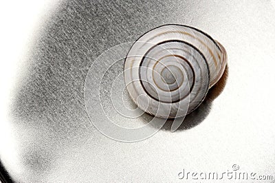 Snail shell Stock Photo