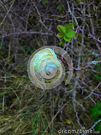 Snail shell Stock Photo