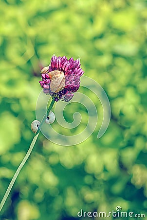 Snail shell on chive herb flowers on bokeh background shot in vi Stock Photo