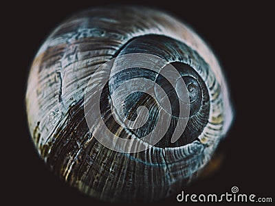 Snail shell in close up. Still life photography Stock Photo