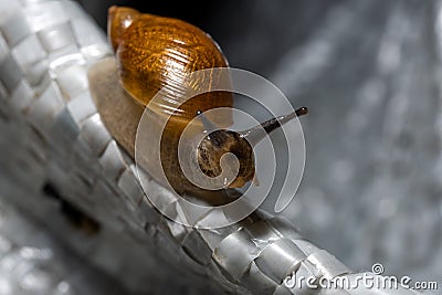 Snail with shell crawls on white bag. Stock Photo