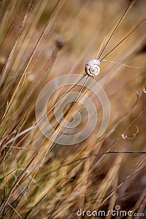 A snail shell on dry grass with a blurred background with randomly placed grasses. Stock Photo