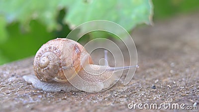 Snail shell between fresh sprout leafs. Production of Snails. Snail Farm. Mollusk Stock Photo