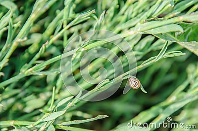 Snail Shell on Grass Stock Photo