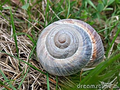 Snail Shell in a green field Stock Photo