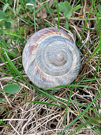 Snail Shell in a green field Stock Photo