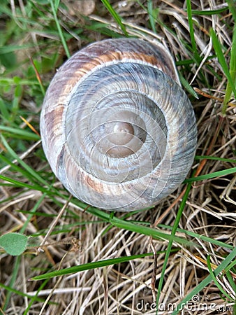 Snail Shell in a green field Stock Photo