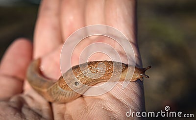 Snail without shell limax Stock Photo