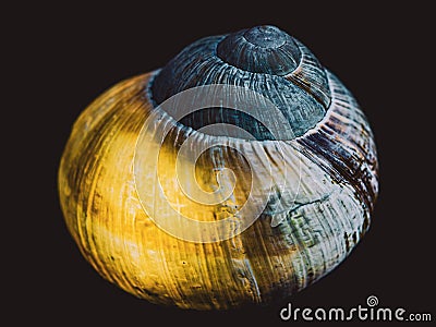 Snail shell lit from inside. Still life photography. Stock Photo