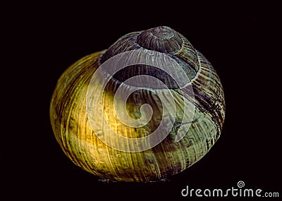 Snail shell lit from inside. Still life photography. Stock Photo