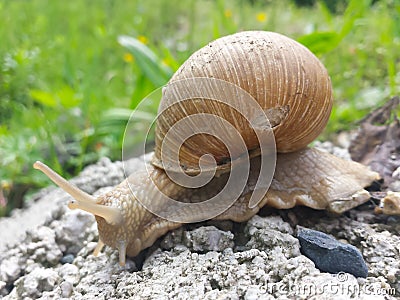 Snail with shell on the stone. Stock Photo