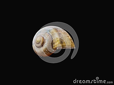 Snail shell top of the body Stock Photo