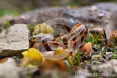 Snail shells broken by song thrush Turdus philomelus Stock Photo