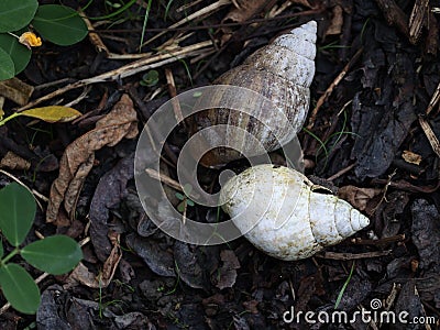 snail shells that the owner has long abandoned Stock Photo