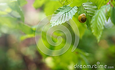 Snail sitting on green leaf with blurry bright background Stock Photo