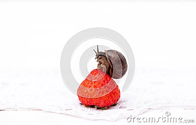 snail sitting on strawberry berry, summer concept, healthy eating. Stock Photo
