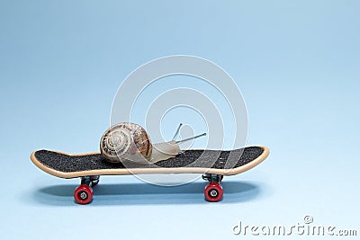 Snail and skateboard Stock Photo