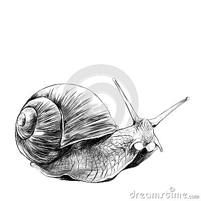 Snail sketch vector graphics Vector Illustration