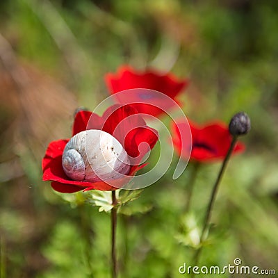 Anemone flower with shell snail Stock Photo