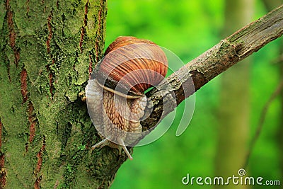 Snail on the slope. Hefty such a snail. Stock Photo