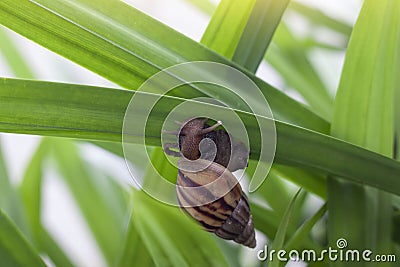 The snail is slowly climbing on the leaf with sunlight in the garden. Stock Photo