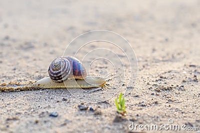 Snail slowly creeping along the sandy road Stock Photo
