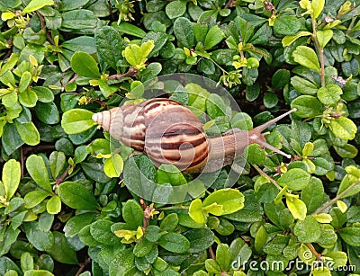 Snail slowly moving on the branches of the tree. Stock Photo