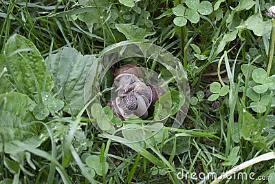 Three snails kissing. Green grass background. Stock Photo