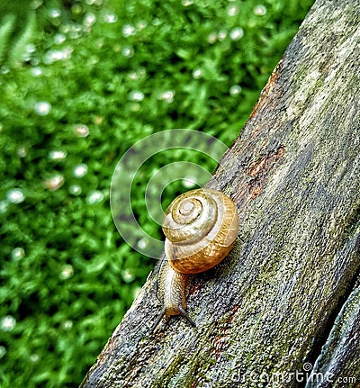 snail. Stock Photo