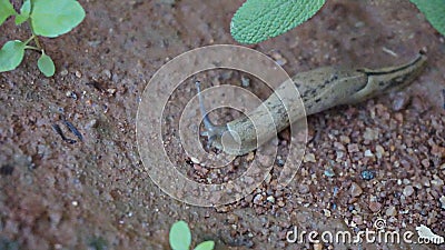 A snail in the soil at Bangalore, India. Stock Photo