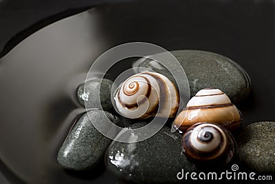 Snail still life Stock Photo