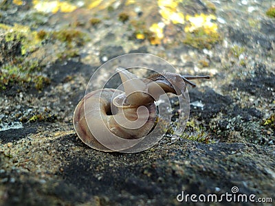 Snail on the stones. Pet. Cosmetics anti age and other products Stock Photo