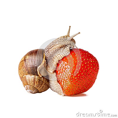 Snail eat strawberries as concept for snail control Stock Photo