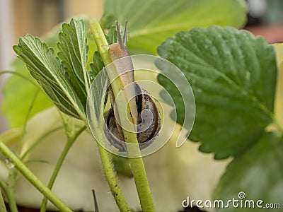Snail in a strawberry plant Stock Photo
