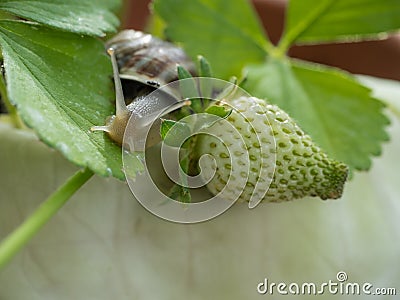 Snail in a strawberry plant Stock Photo